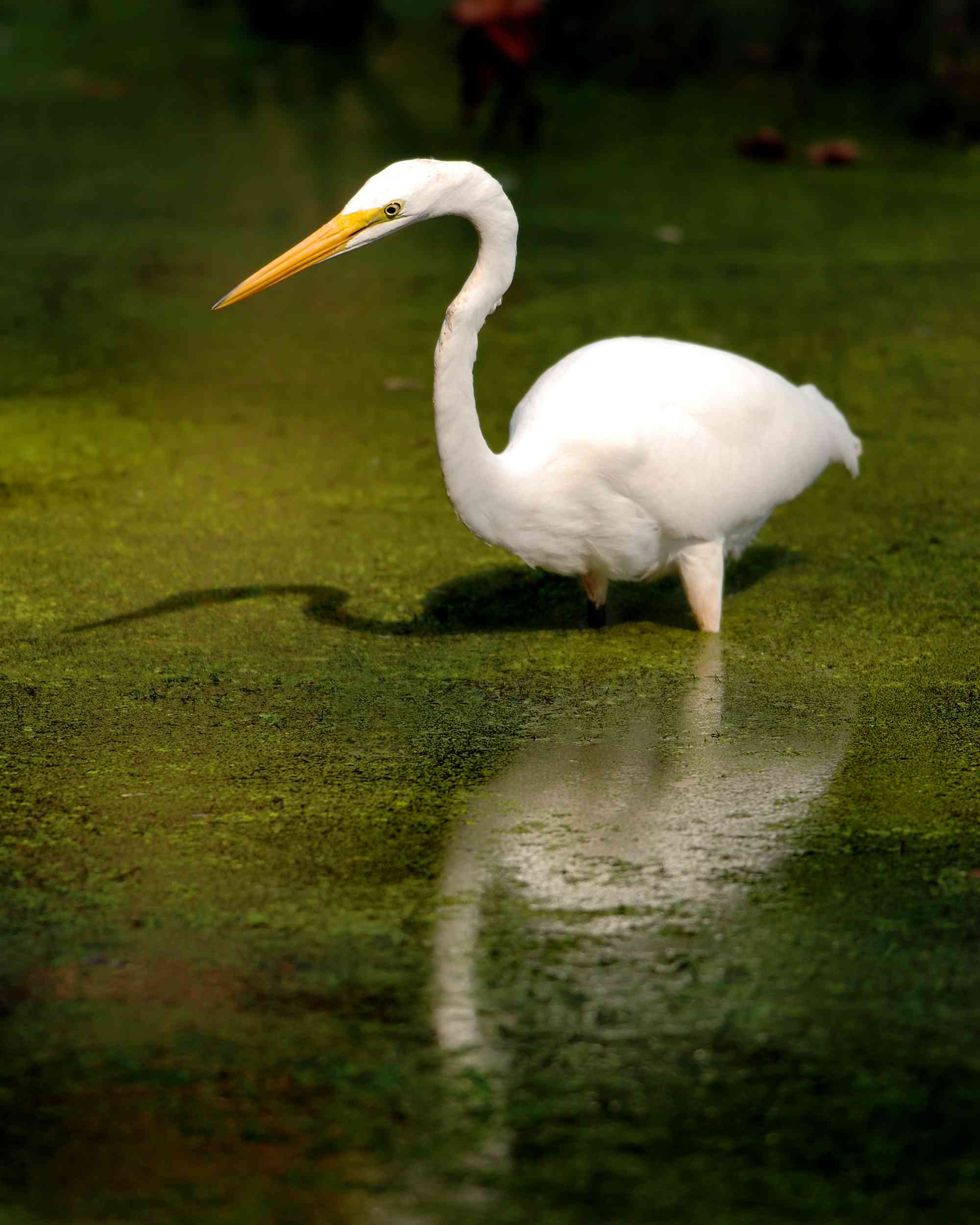 Great Egret Wading in Marsh