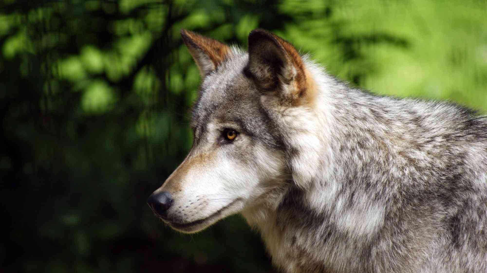Gray Wolf - Denali National Park - Alaska