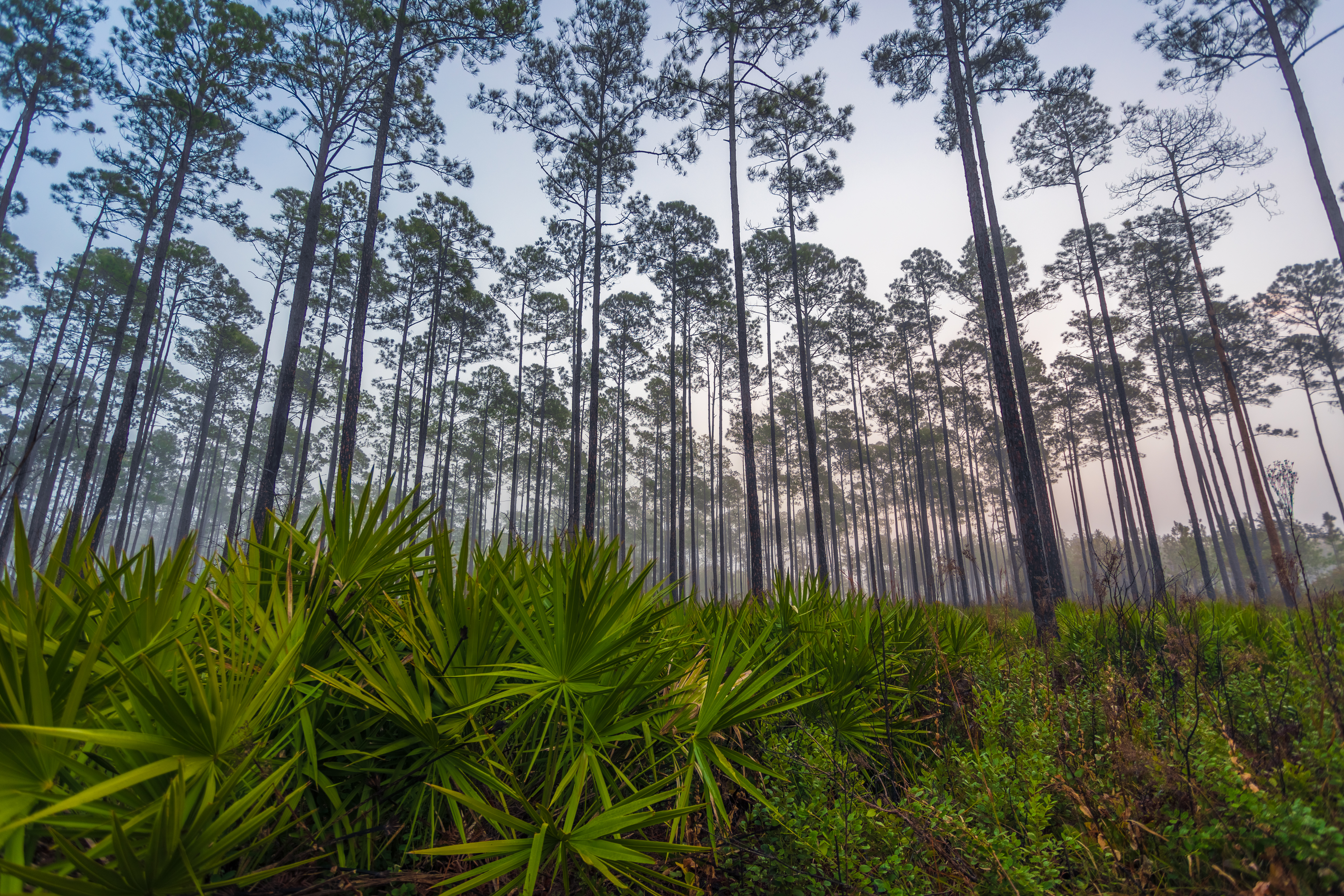 Saw palmetto Okefenokee NWR