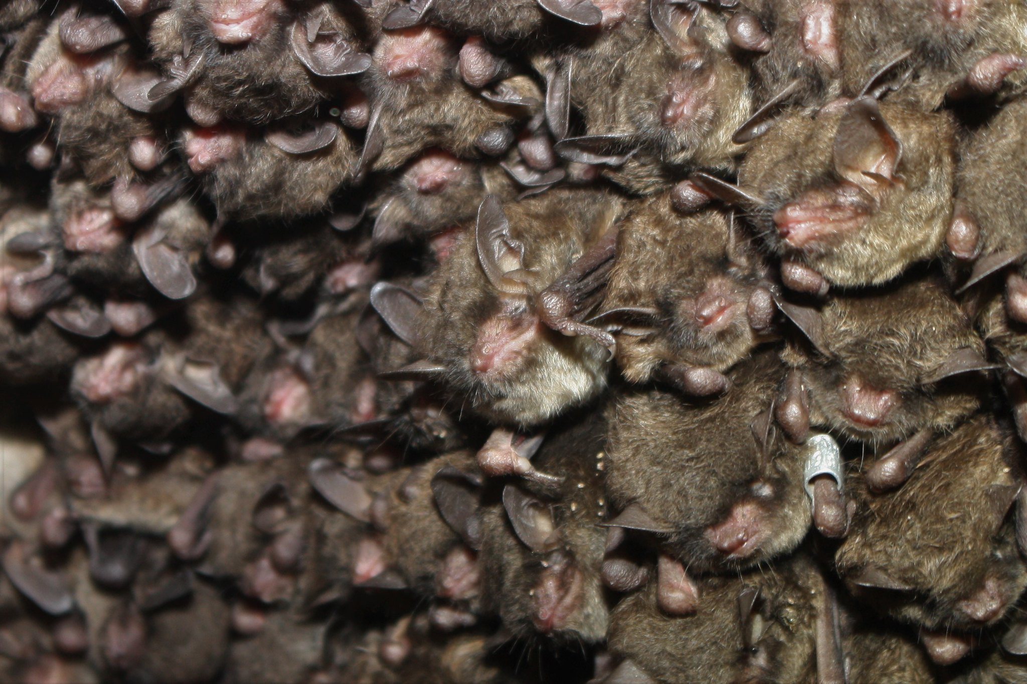 Cluster of endangered Indiana bats