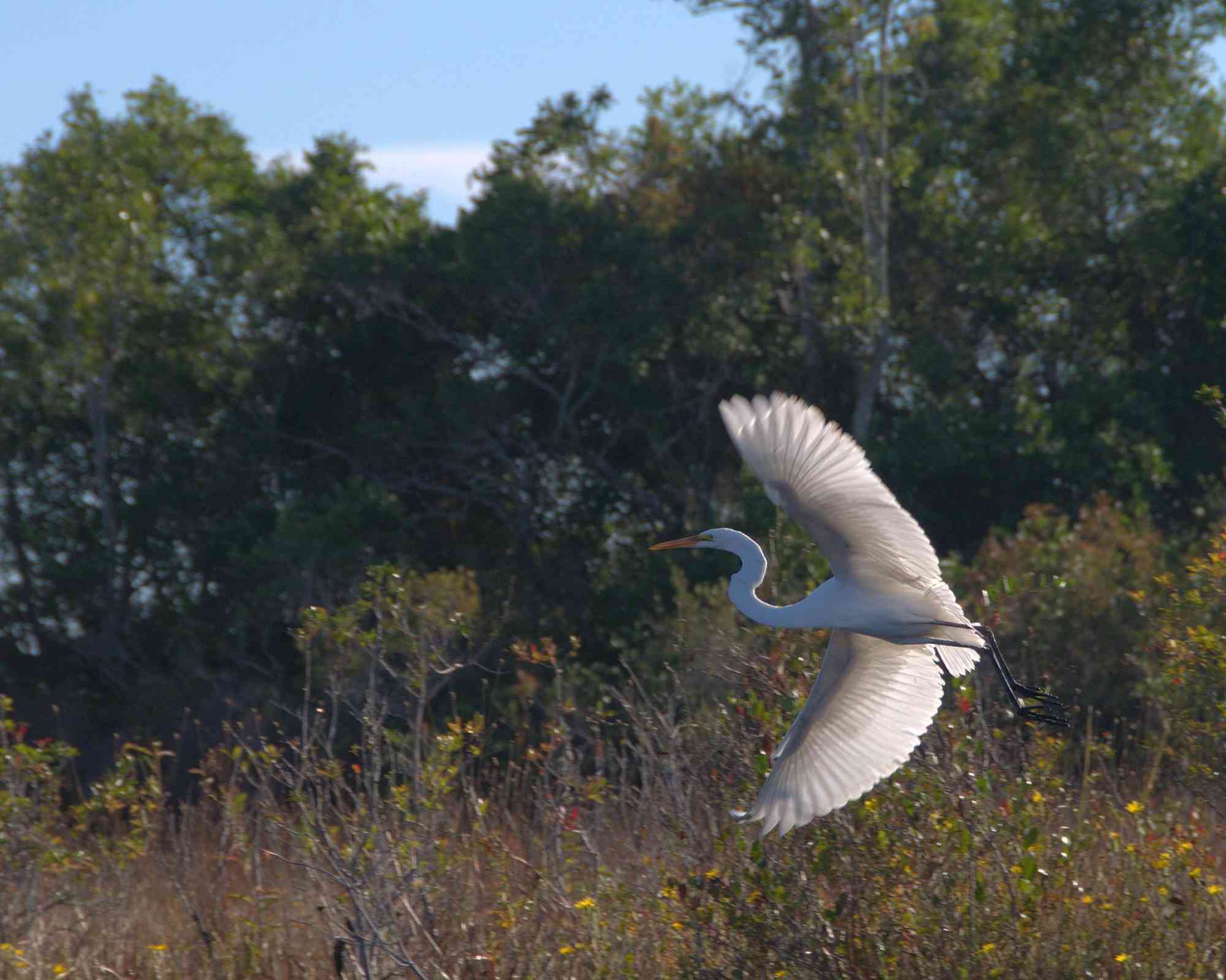 Great Egret in flight in Okefenokee NWR