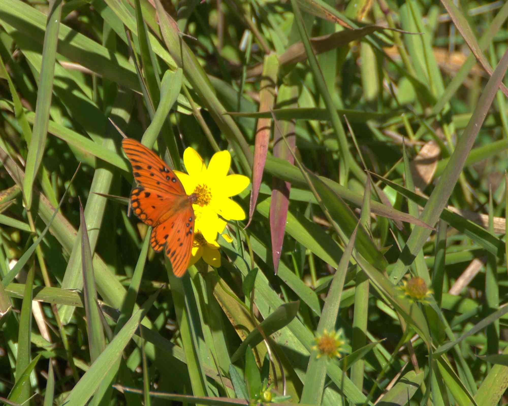 Butterfly on a flower in Okefenokee NWR