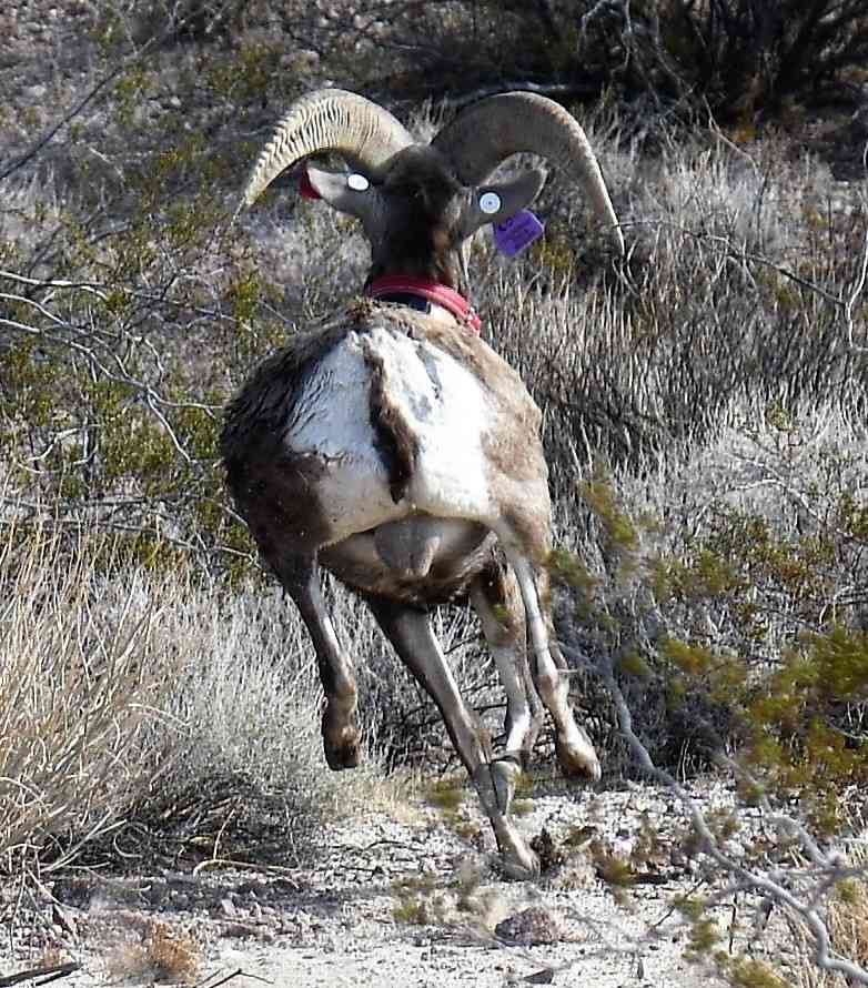 A Desert bighorn ram is released following health processing back to his Marble Mountains haunts in the California Desert.