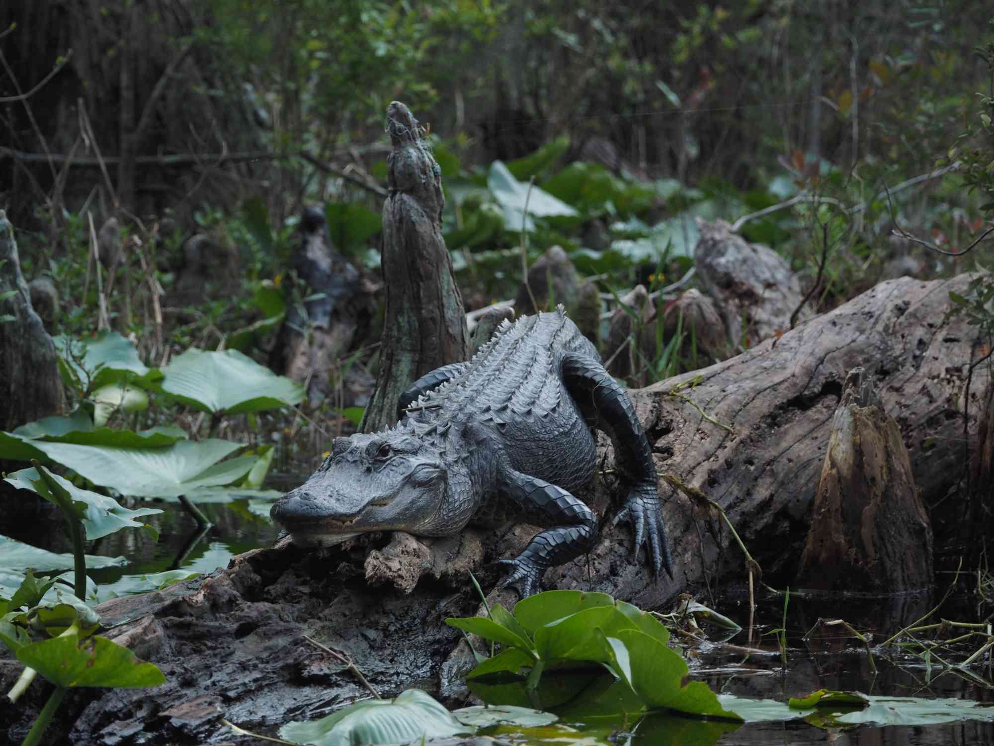 Alligator in Okefenokee NWR