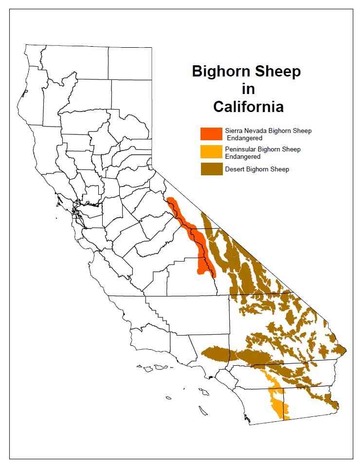Bighorn sheep in California map