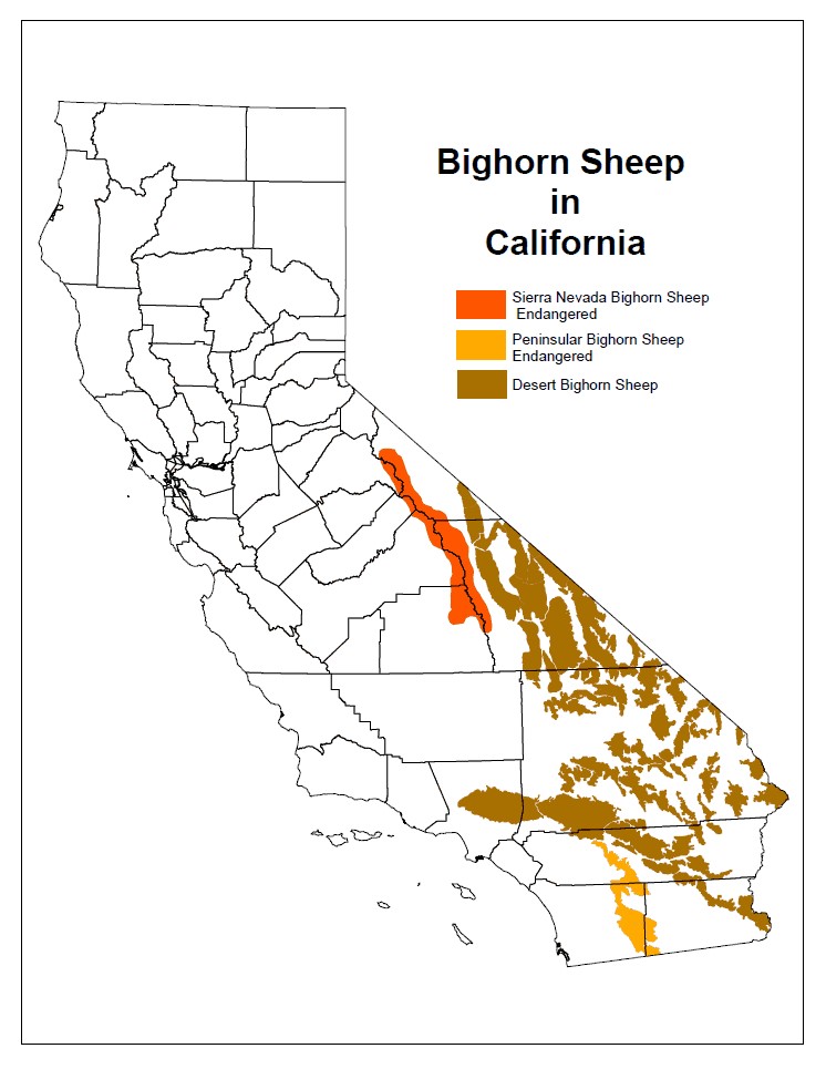 Bighorn sheep in California map