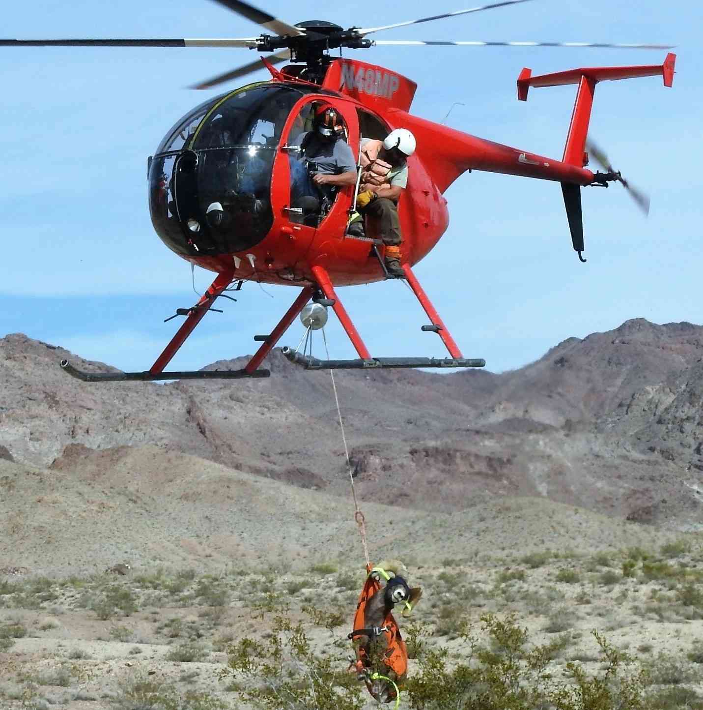 California Department of Fish and Wildlife’s contracted Helicopter Bighorn Capture Crew in a 2018 flight at the Marble Mountains of the California Desert