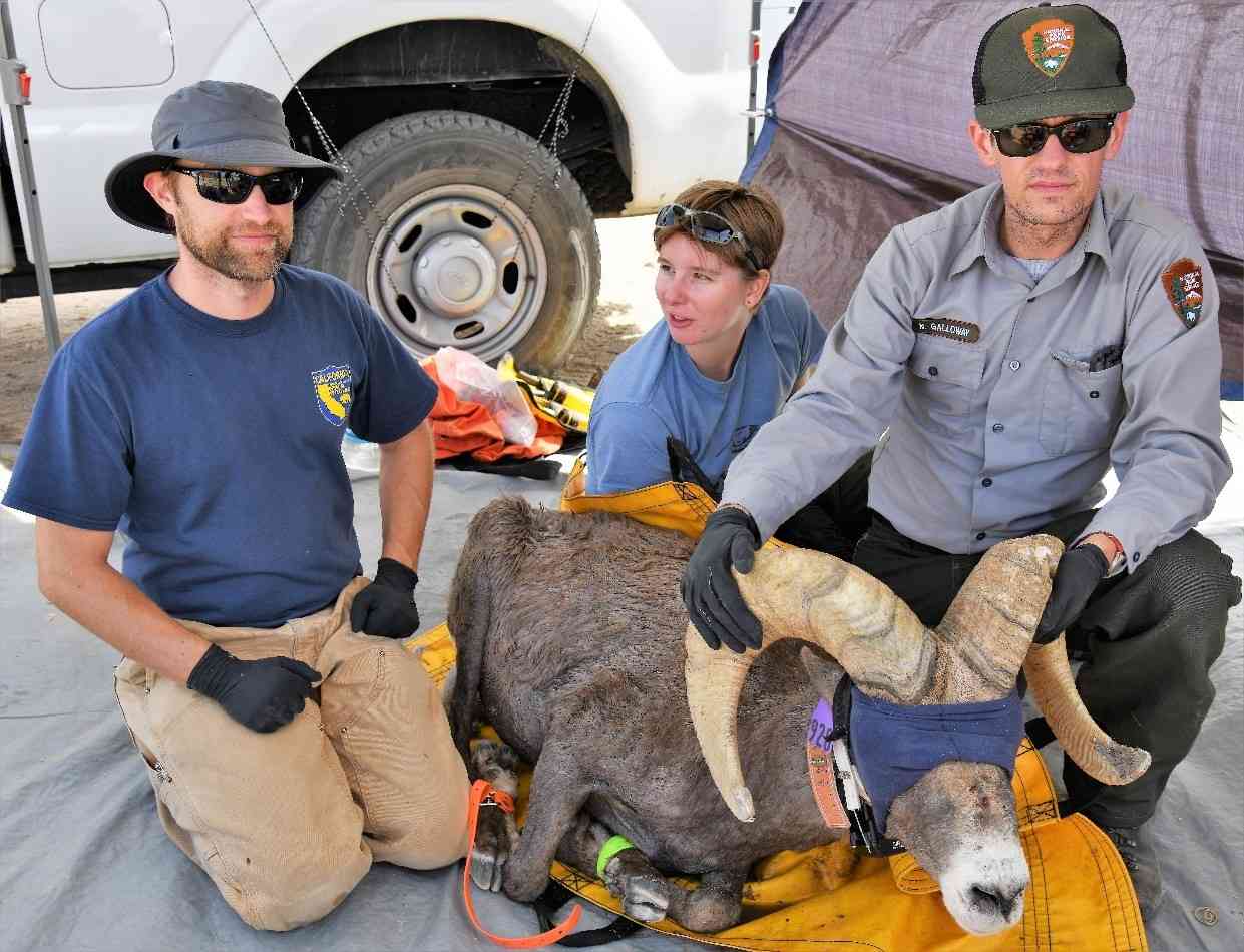 Captured Desert bighorn sheep are processed both carefully and quickly by an experienced team of agency personnel and trained volunteers. 