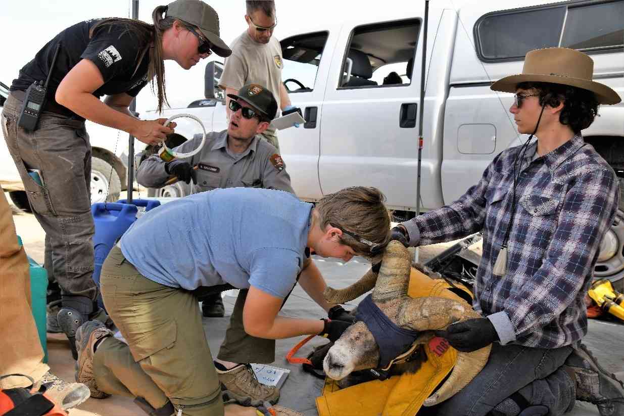Captured Desert bighorn sheep are processed both carefully and quickly by an experienced team of agency personnel and trained volunteers