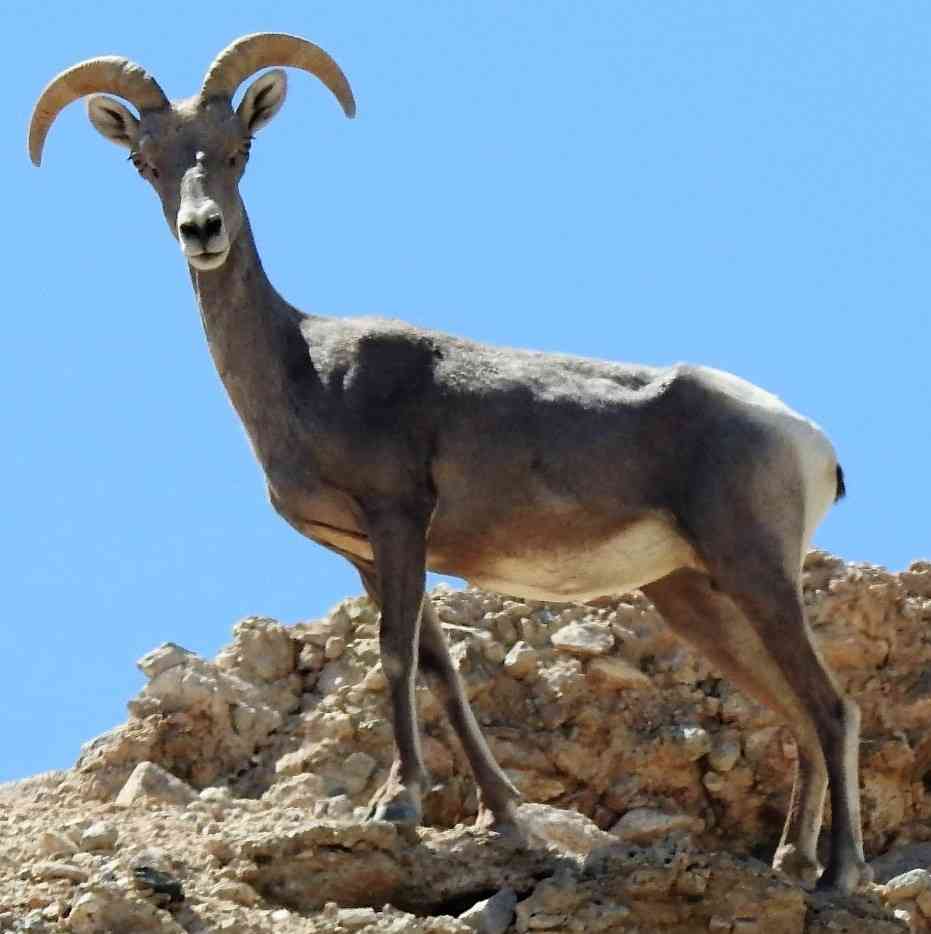 Desert bighorn ewe the Afton Canyon Area of Critical Environmental Concern, within the Mojave Trails National Monument