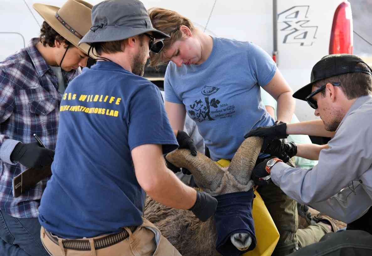 Desert bighorn sheep are carefully weighed and measured by an experienced processing team, with oversight provided by an onsite CDFW Veterinarian
