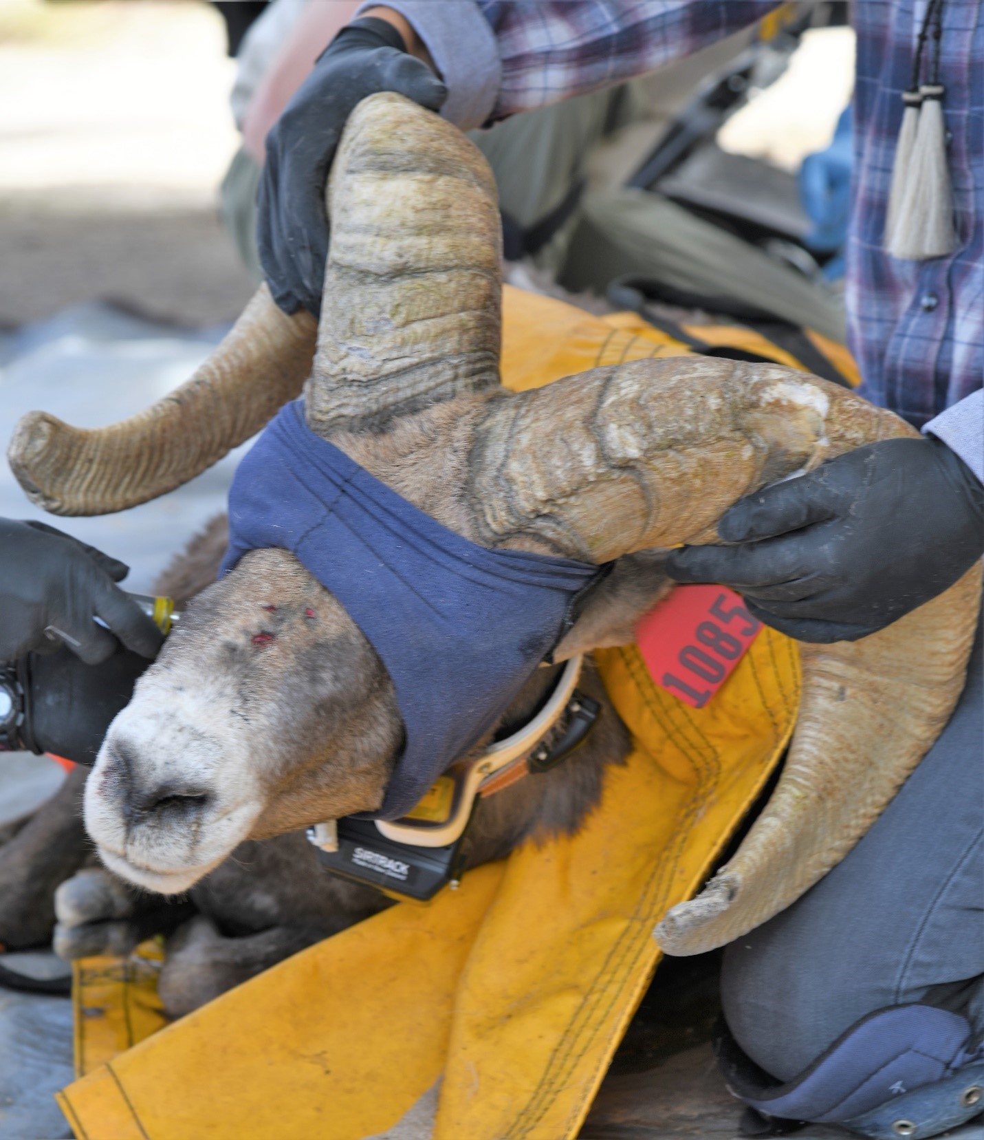 Desert bighorn sheep are powerful animals and must be very carefully handled to minimize harm to both the animal and handler.