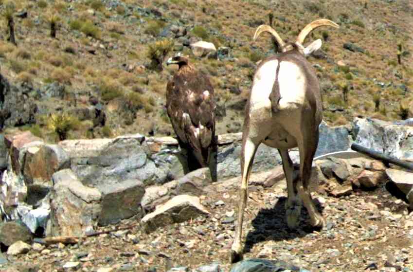 Desert bighorn sheep ewe and golden eagle at water drinker in the Ord Mountains, California