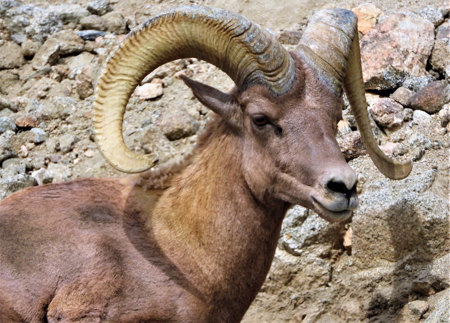 Desert bighorn sheep ram