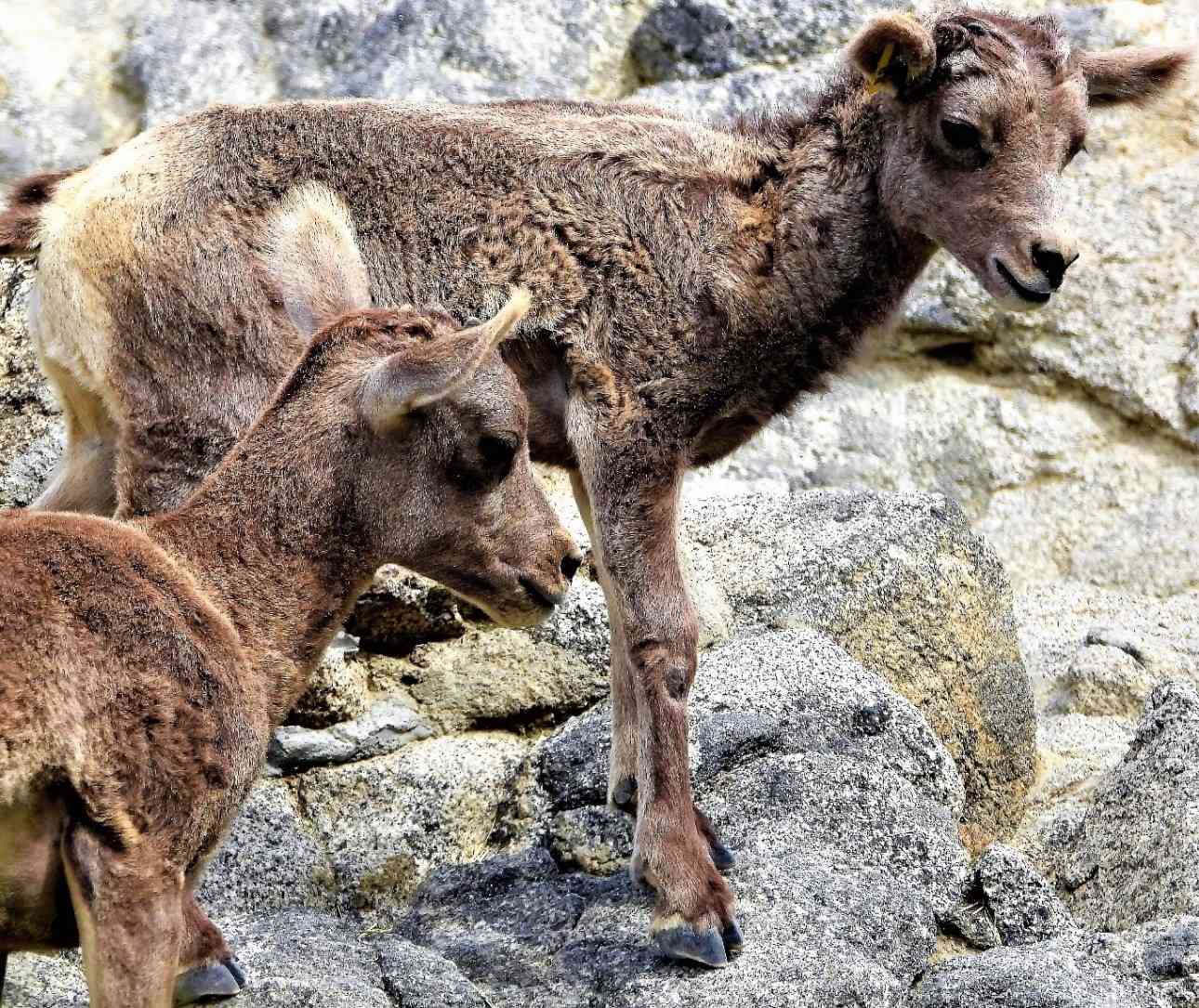 Endangered Peninsular bighorn sheep lambs. 