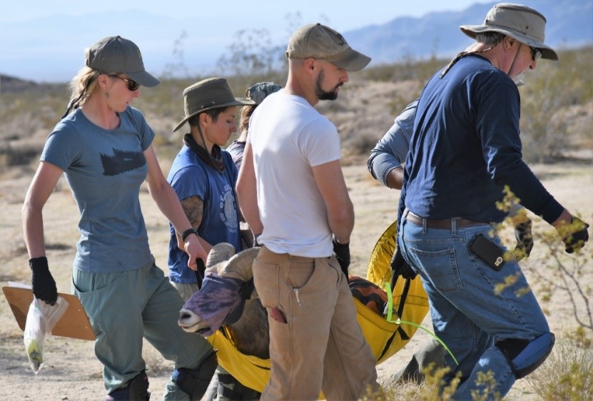 Following health processing, bighorn sheep are carefully transported back to the capture site or to proximal areas to minimize animal stress and released; with hope for the future. 