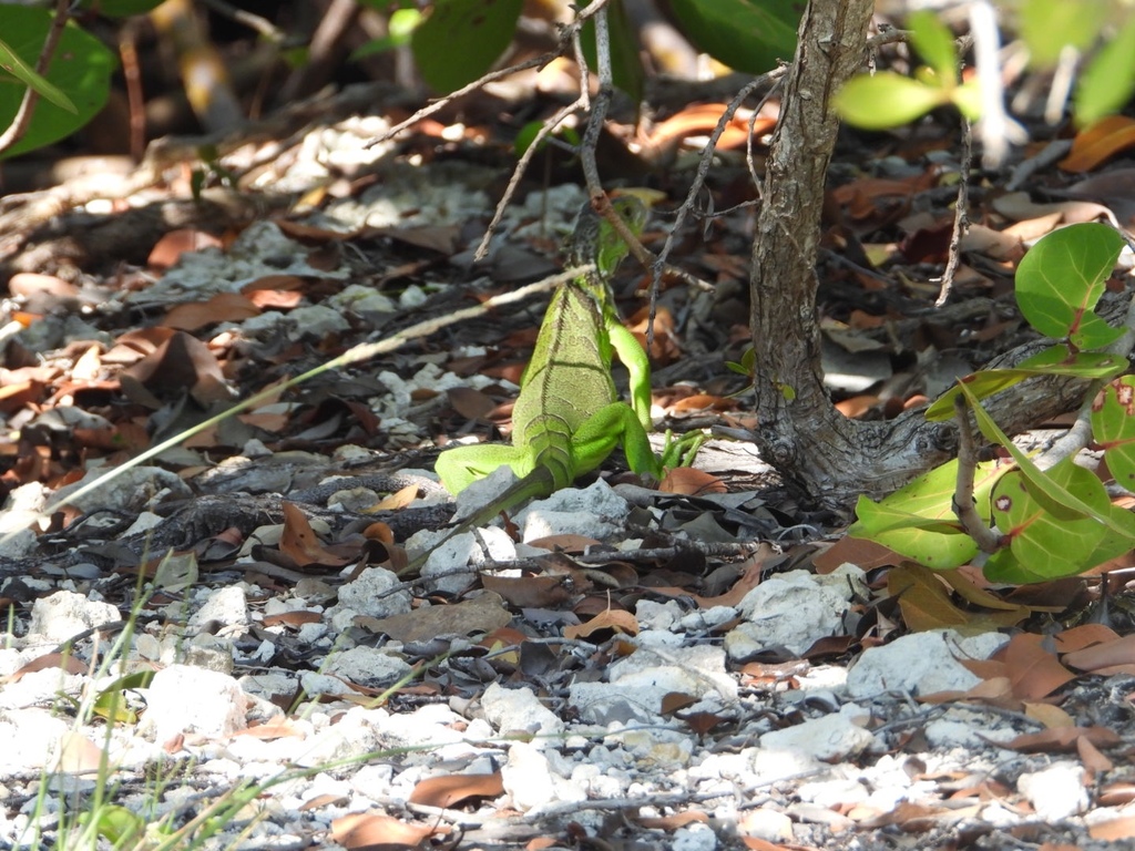 Green Iguana