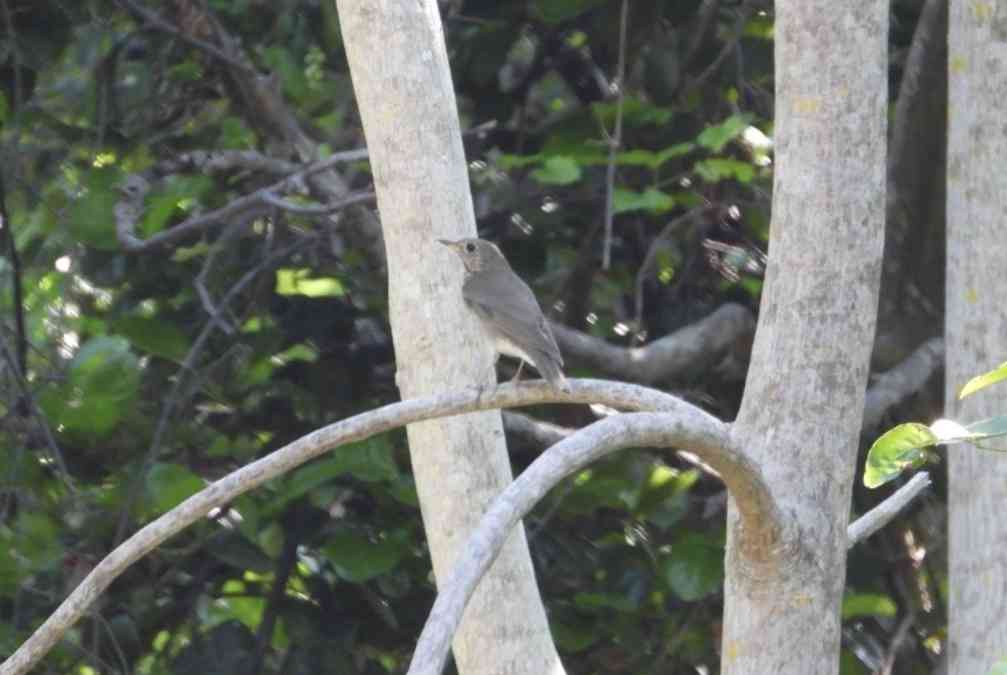 Gray-cheeked thrush