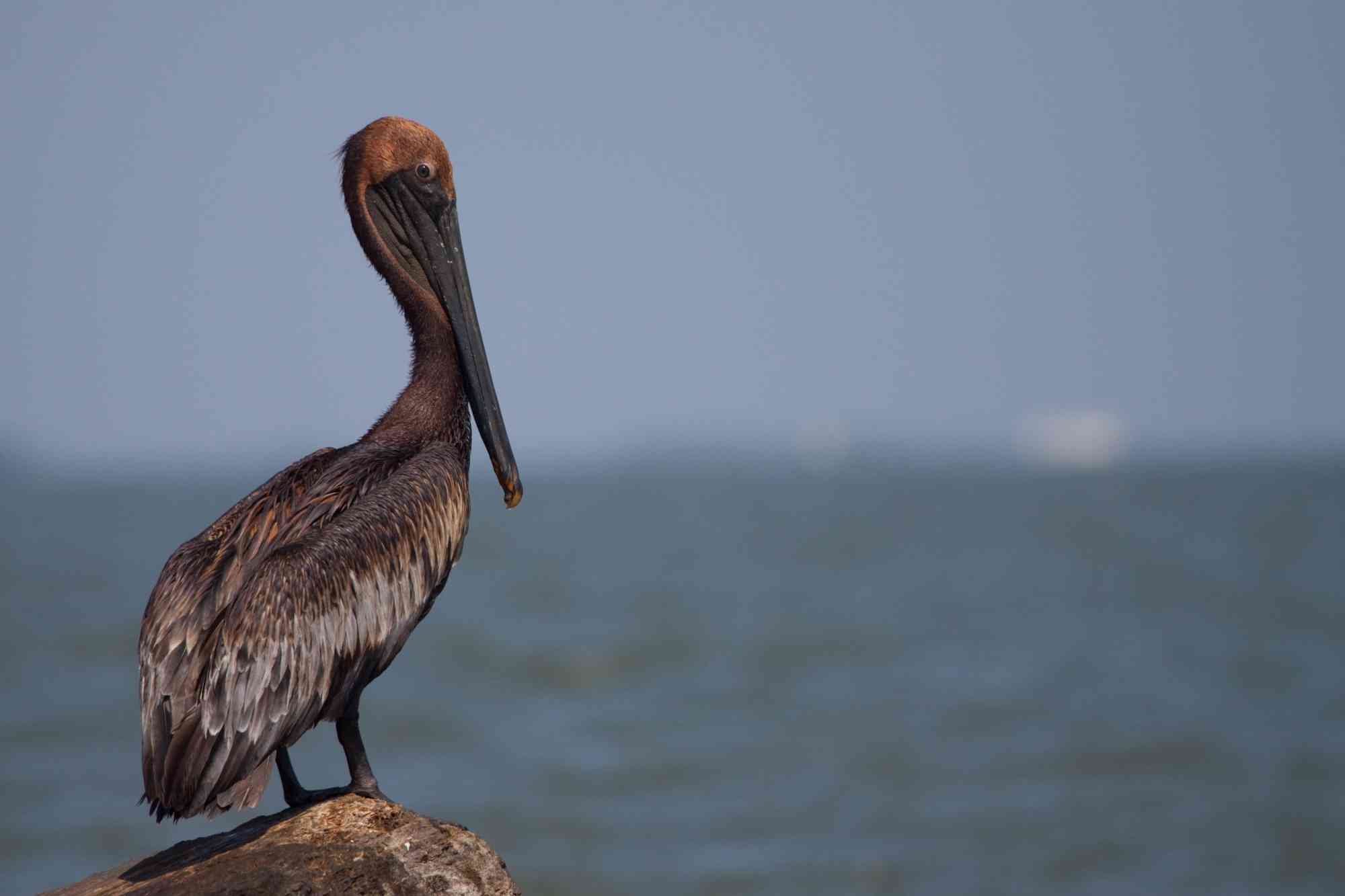 Oiled pelican in gulf after BP oil spill June 2010