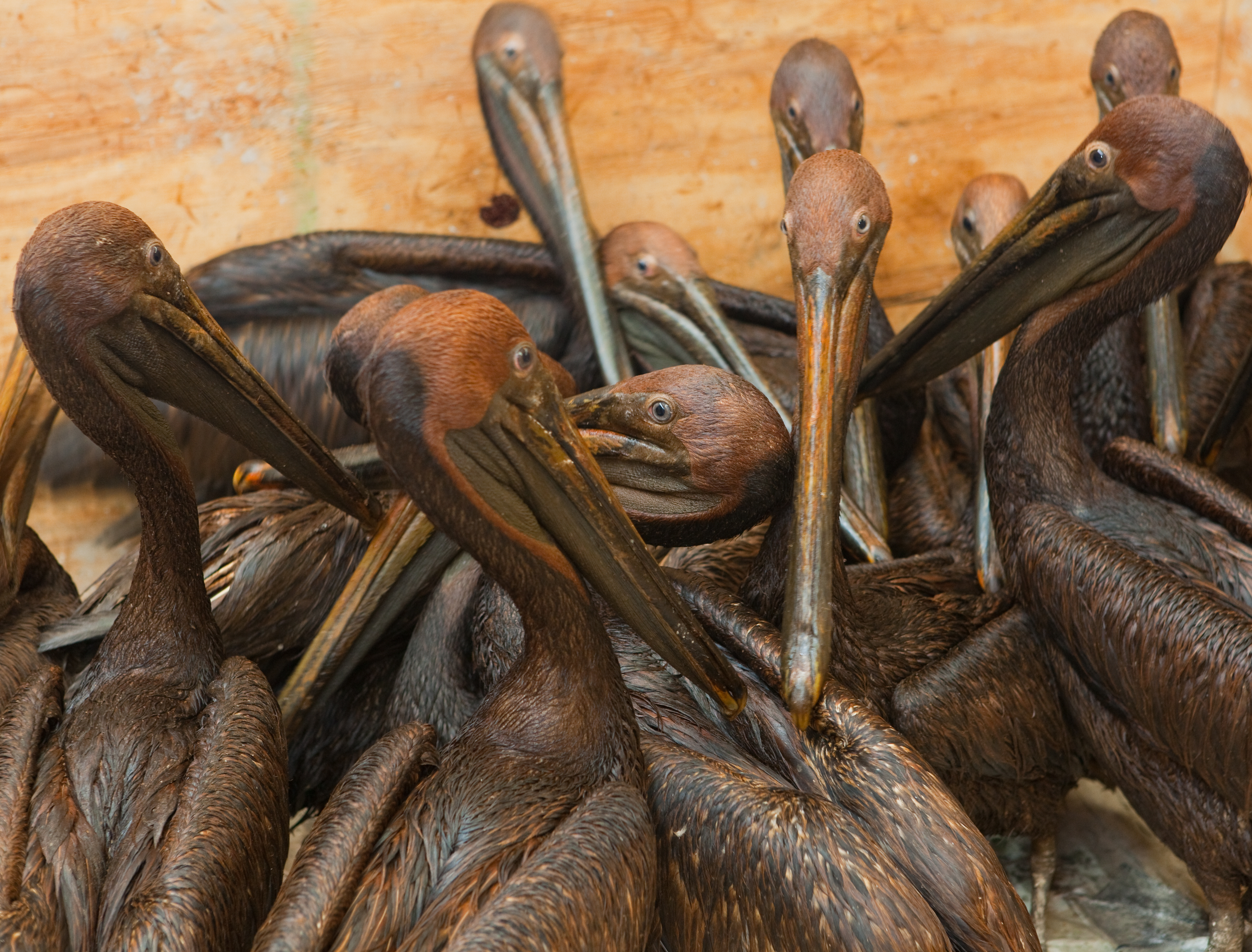 Oiled pelicans ready for cleaning after BP oil spill June 2010