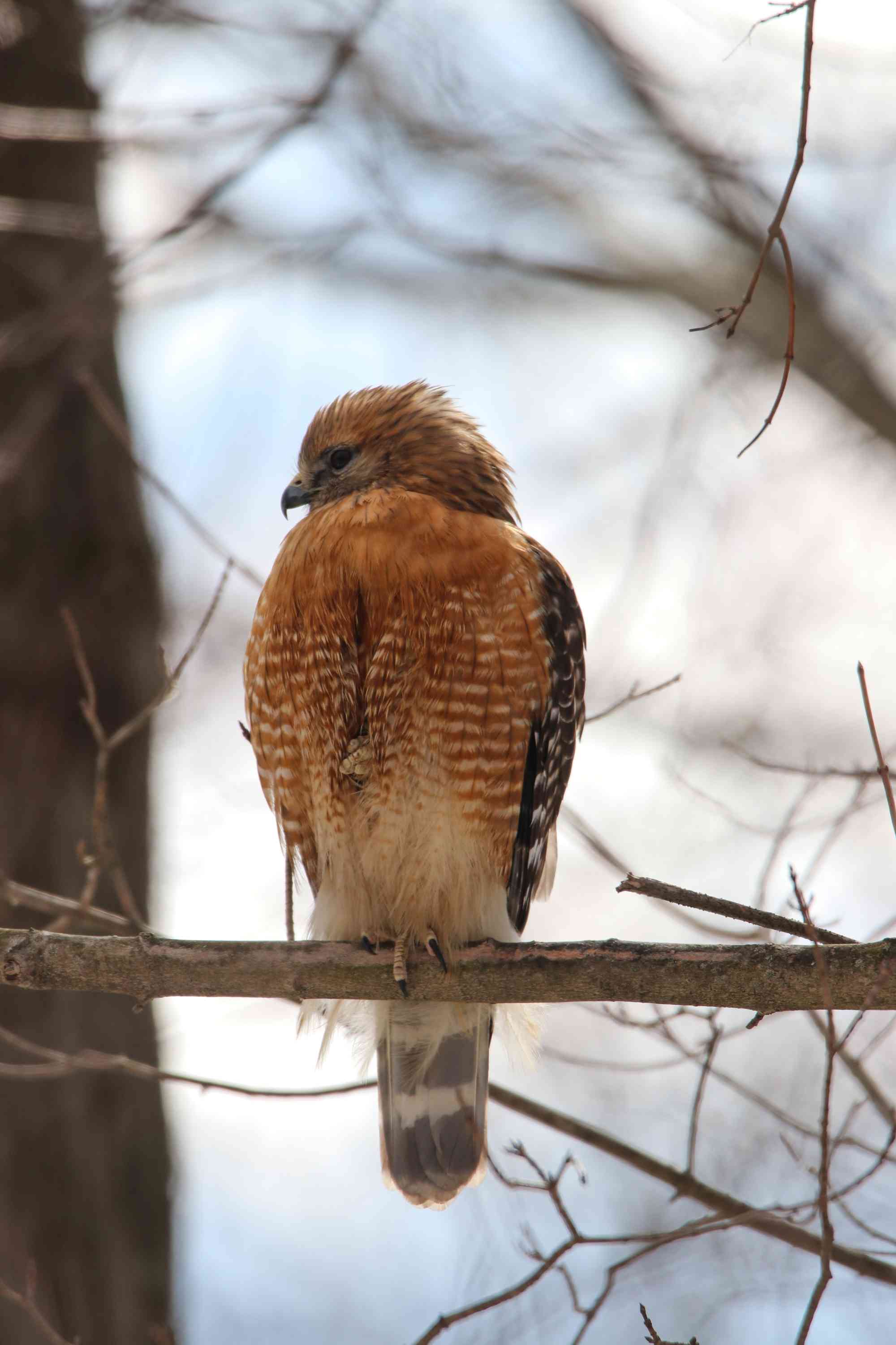 Red-shouldered hawk perched