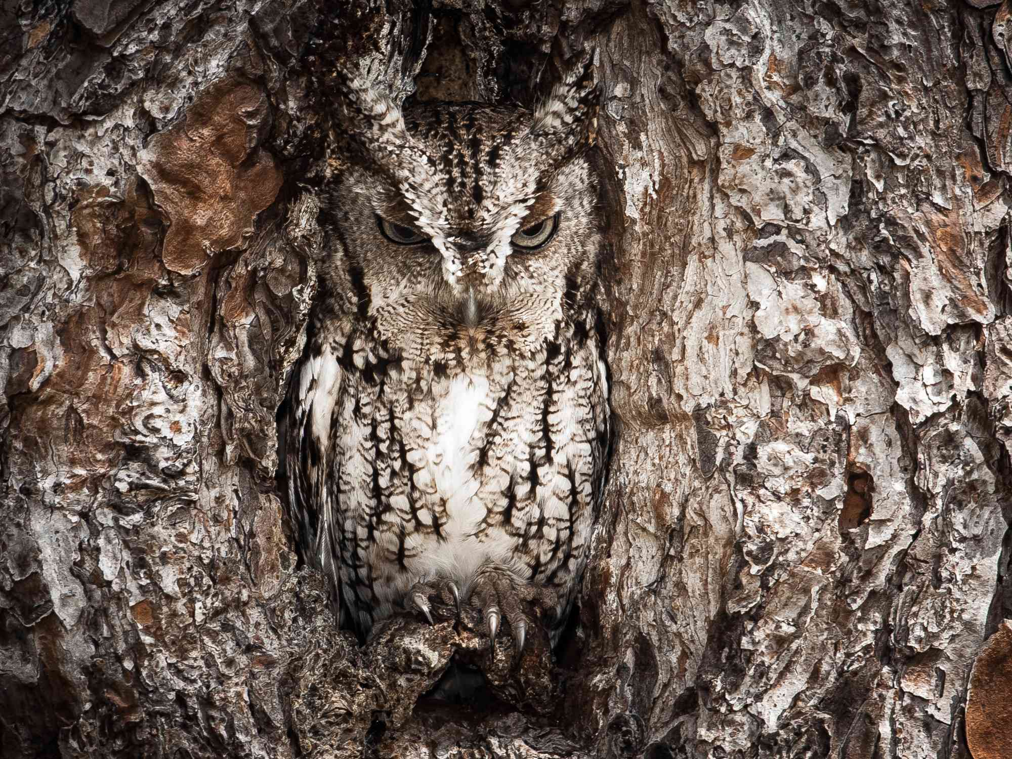 Eastern screech owl hiding in a tree