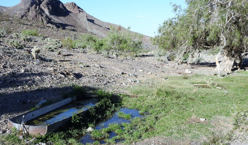 Shared Desert bighorn sheep and cattle use of developed waters at Kane Spring, within the Desert Willow Unusual Plant Assemblage, Ord-Rodman Desert Tortoise Critical Habitat Unit 