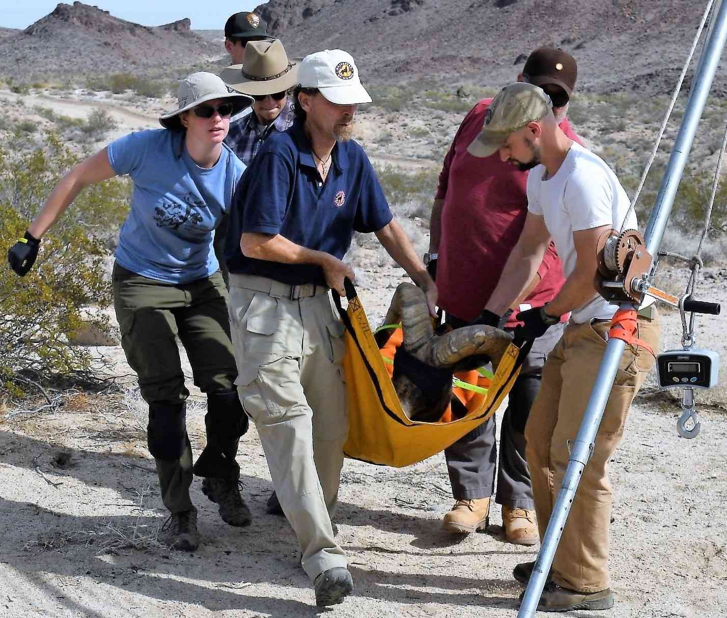 Tom Egan (front, left), California Desert Representative for Defenders of Wildlife, assisting CDFW Bighorn Capture Processing Crew in the Marble Mountains of the California Desert. 