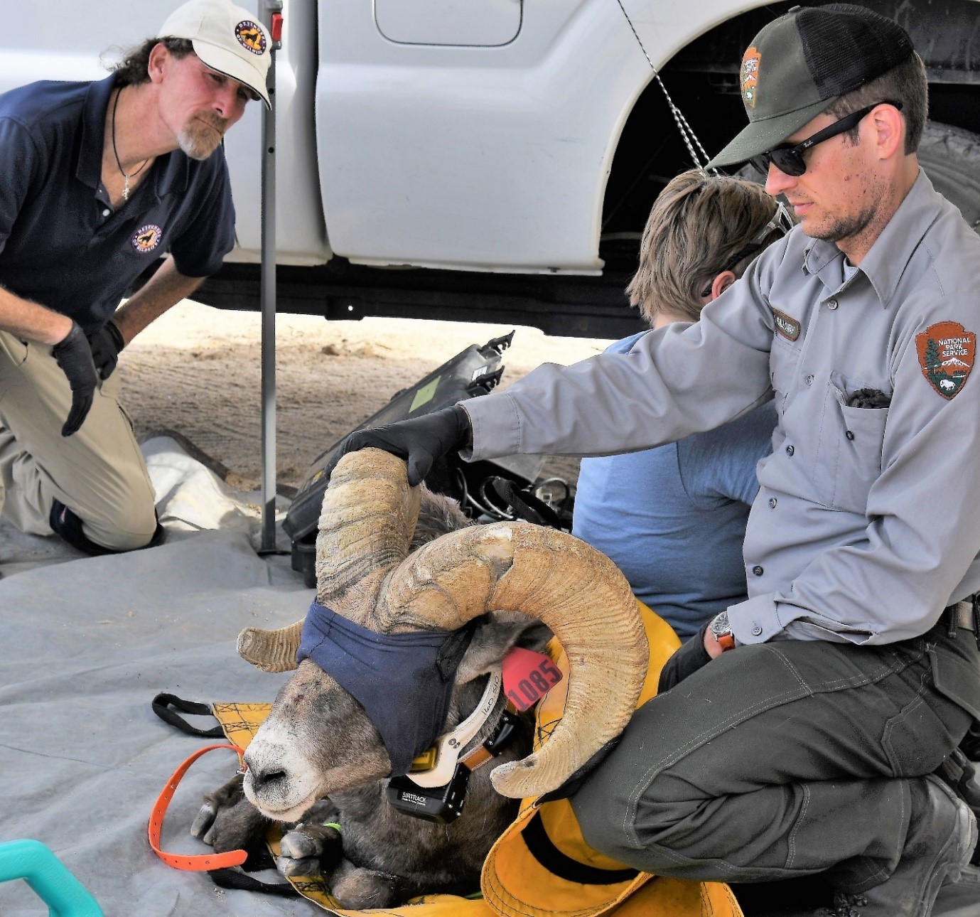 Tom Egan (rear, left), California Desert Representative for Defenders of Wildlife, overlooking CDFW Bighorn health processing in the Marble Mountains of the California Desert. 