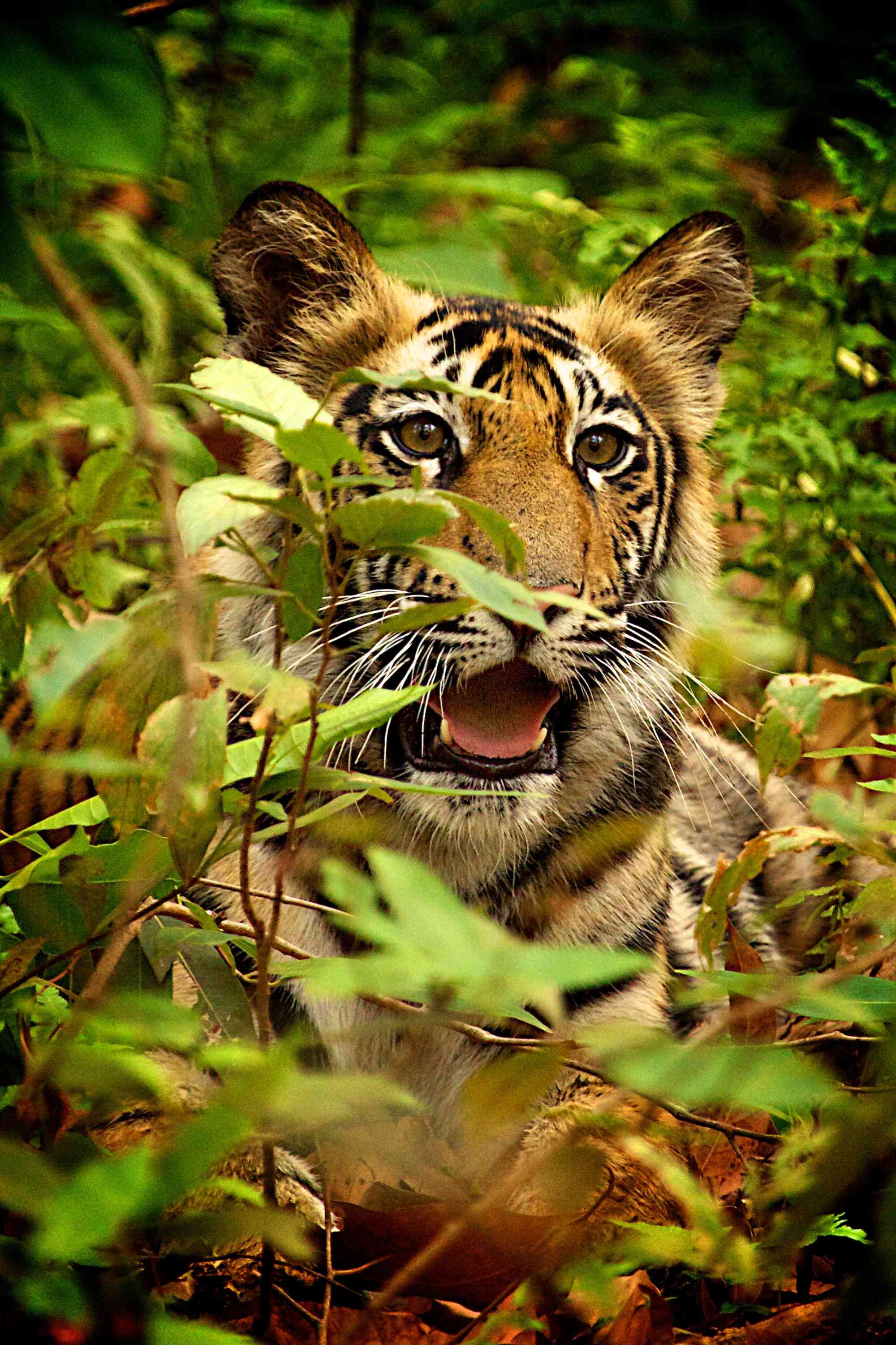 Tiger cub in Bandhavgarh