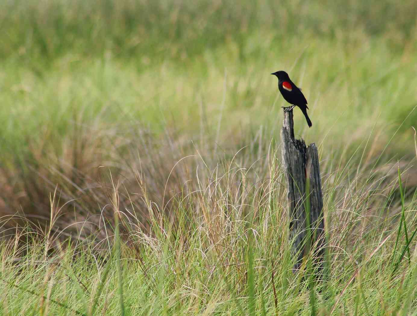 Red-winged blackbird perched on a stump
