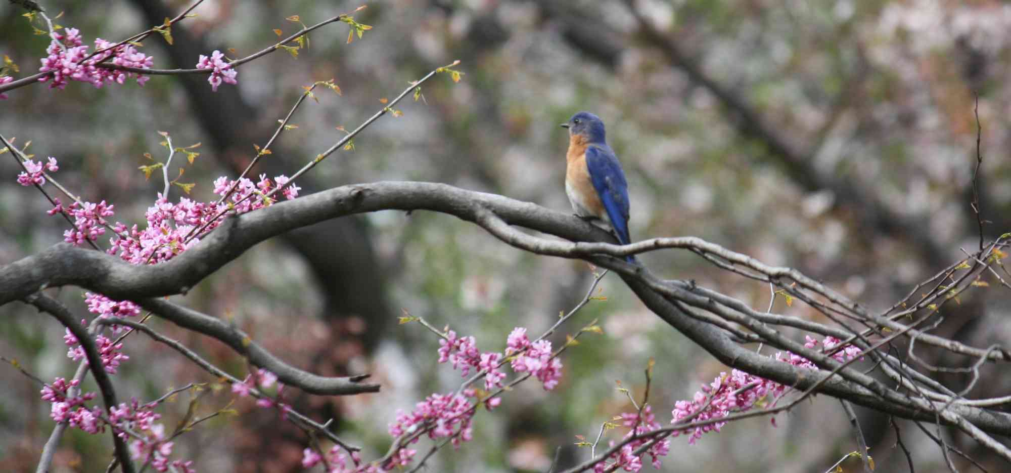 Eastern bluebird in Redbud Tree