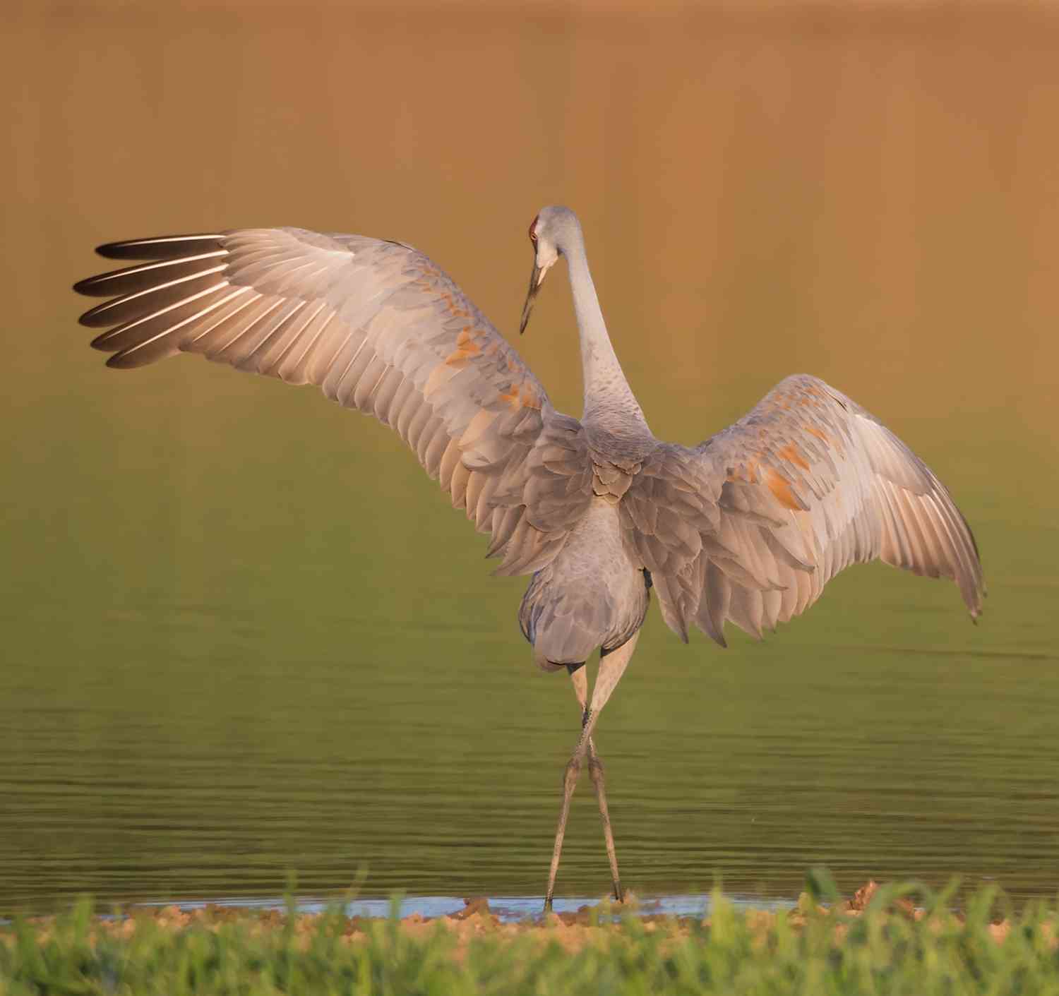 Sandhill crane in Florida