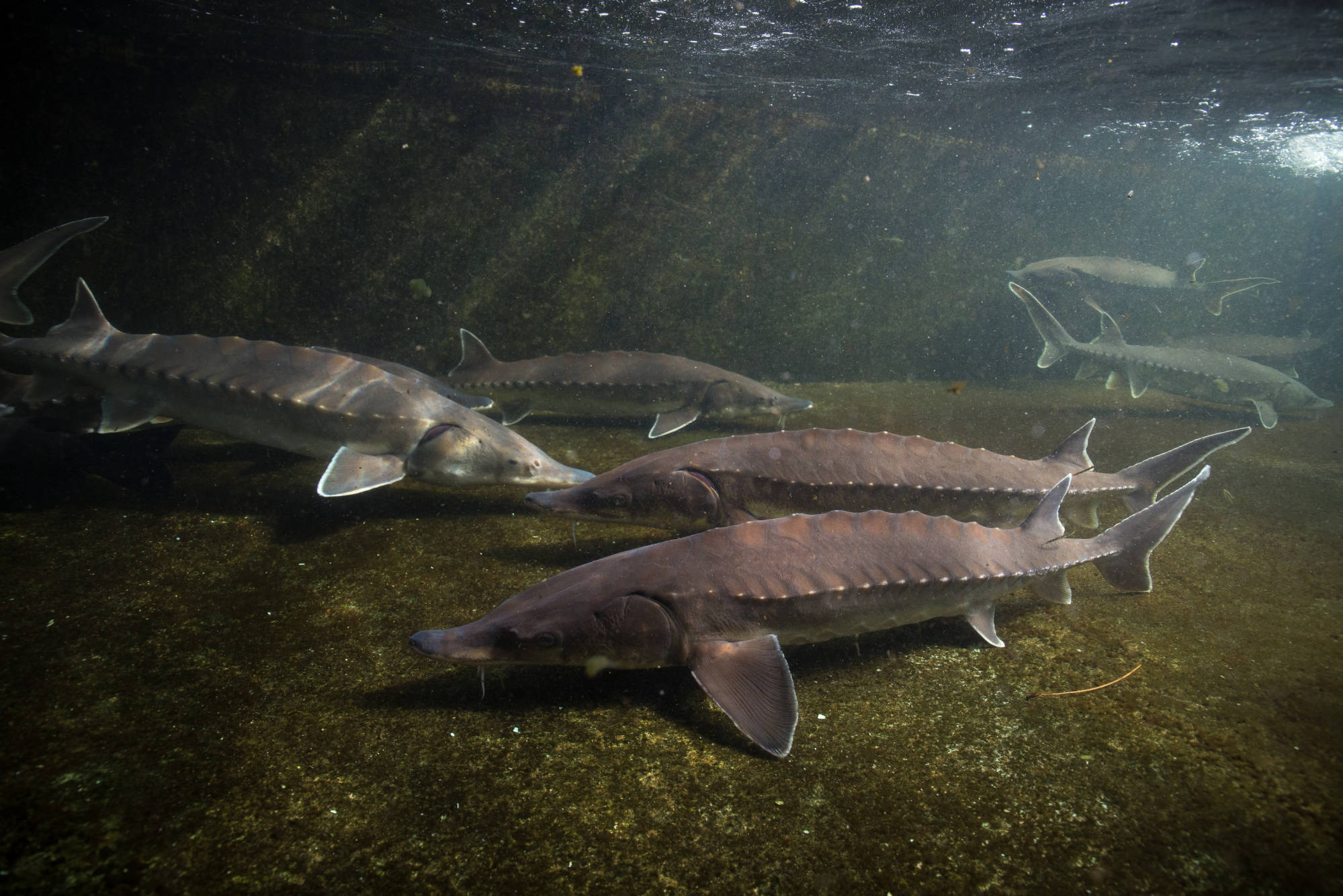 At least five Atlantic Sturgeon swim along the bottom of the water body. Light filters in from the water's surface.