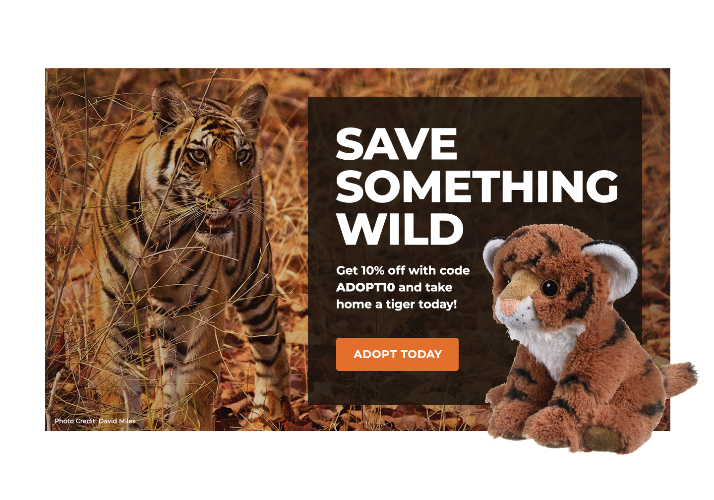 Tiger | Defenders of Wildlife