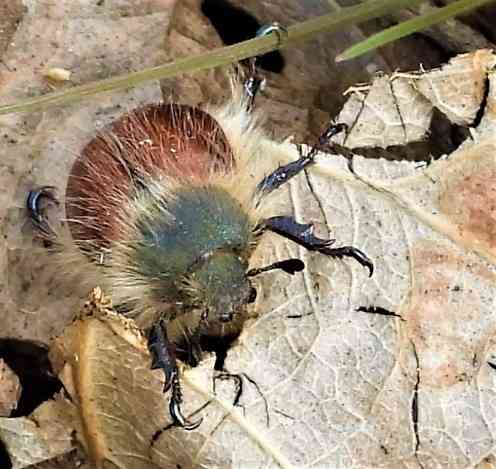 2020.01.25 Palisades Nature Walk hairy beetle