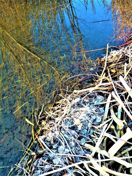 2020.01.25 Palisades Ranch Nature Reserve walk beaver rewilding