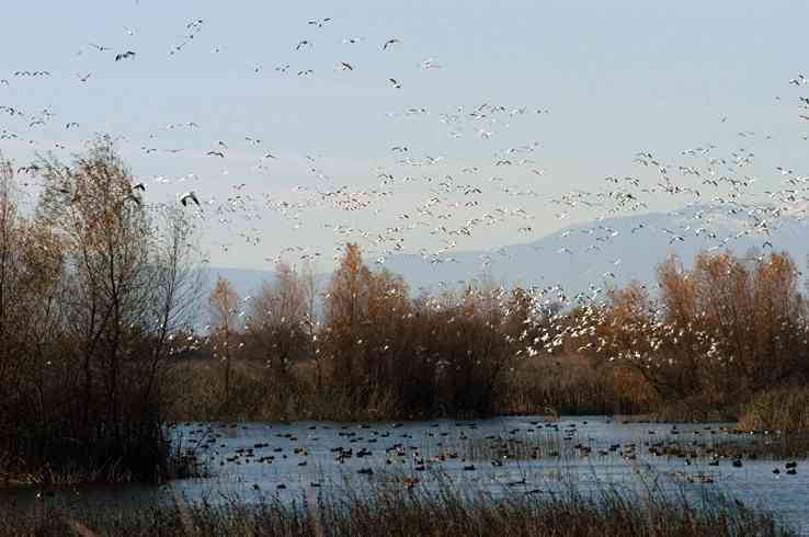 Waterfowl stop to rest during winter migration in the Central Valley, CA