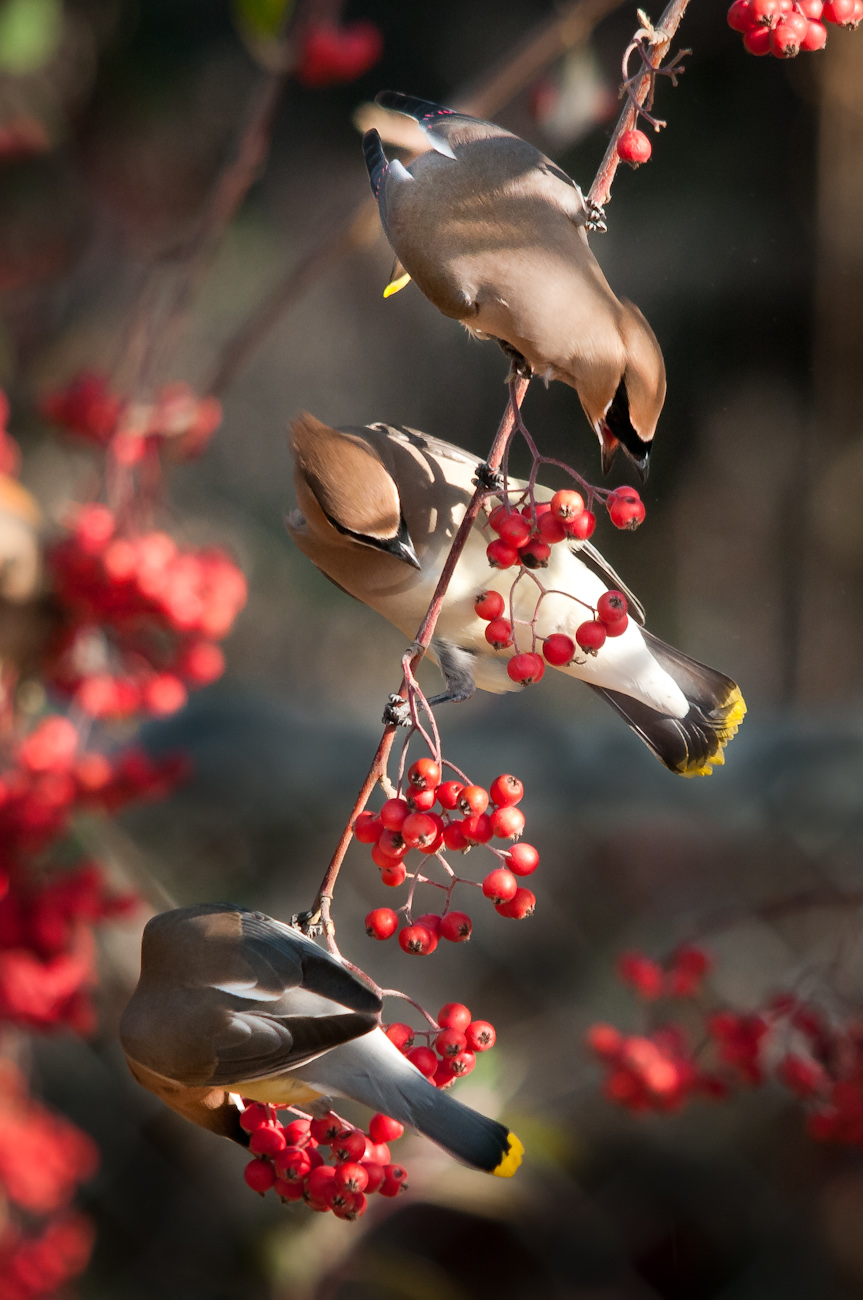 Cedar Waxwings Eating From Choke Berry Bush