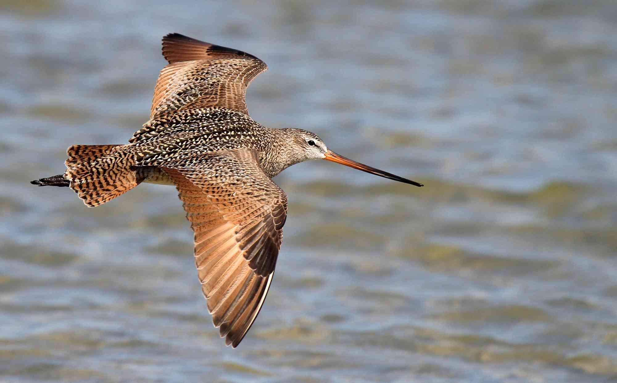 Marbled godwit in flight over water