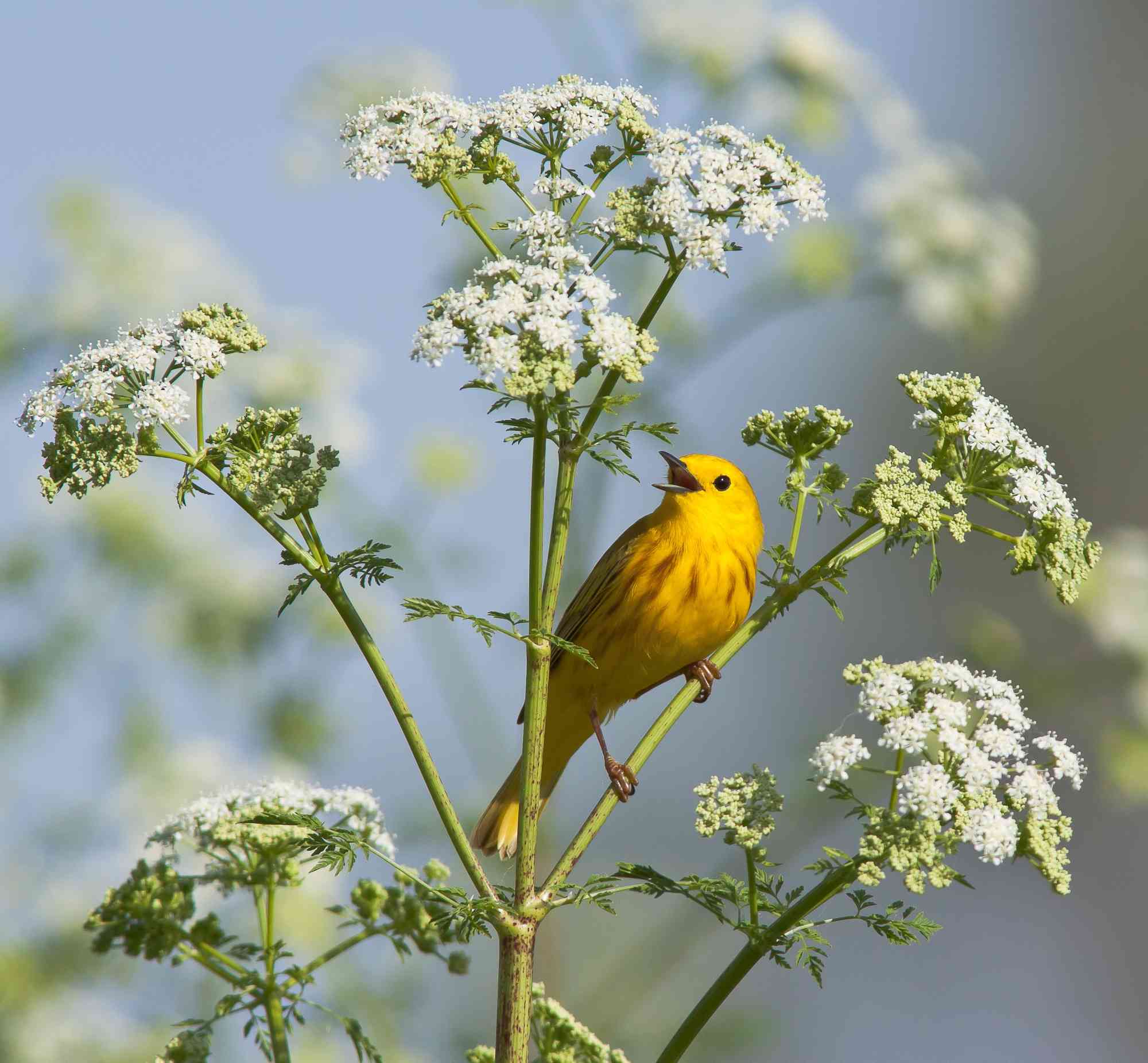 Singing yellow warbler on white flower