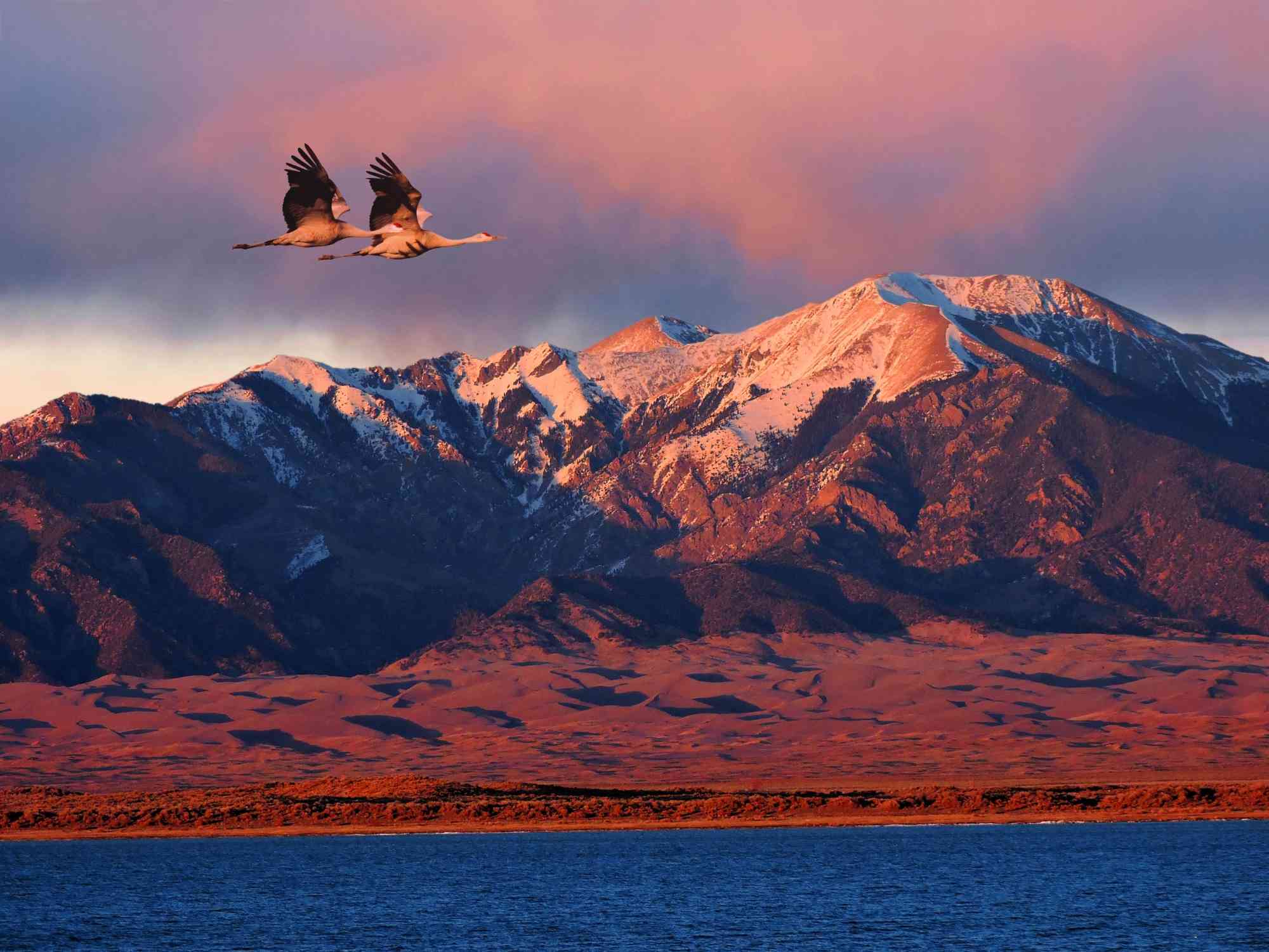 Pair of sandhill cranes flying above Great Sand Dunes National Park