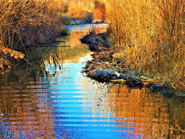 2020.01.25 Palisades Ranch Nature Reserve walk wetland 