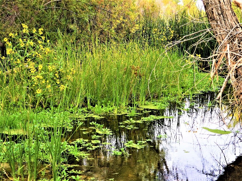 2020.01.25 Palisades Ranch Nature Reserve walk  wetland 