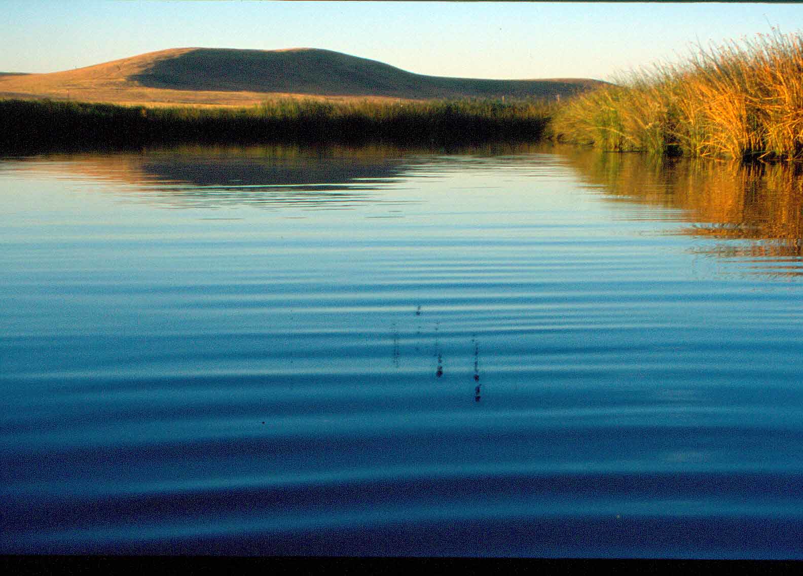 Hill Slough Wildlife Area, Solano County. 