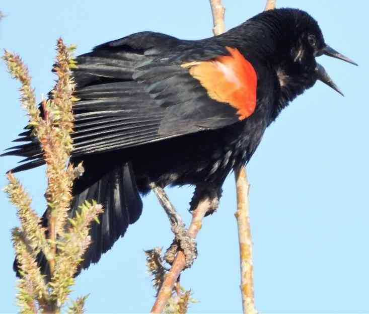 2020.01.25 Palisades Nature Walk red winged blackbird