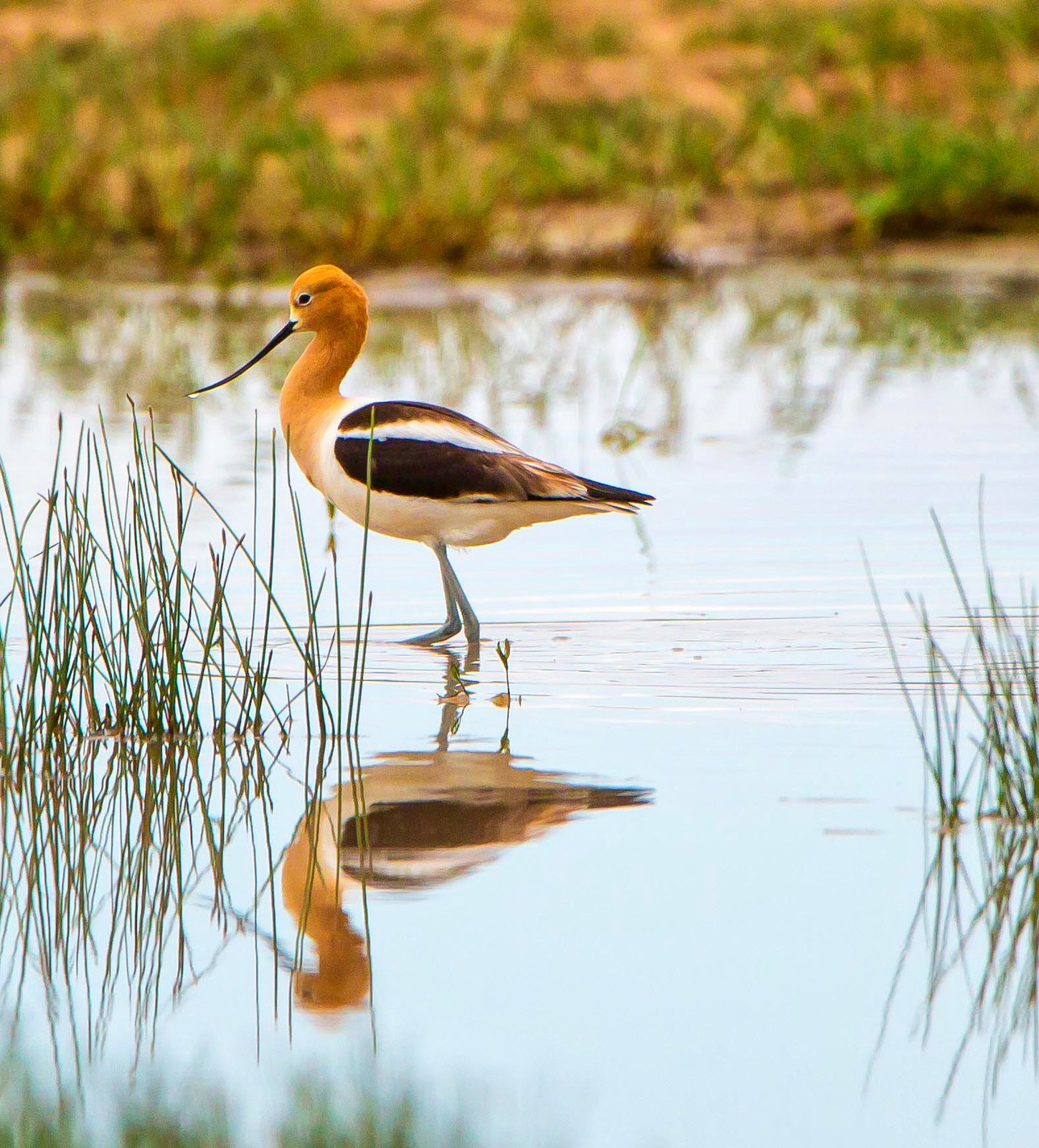 Avocet at the Arsenal