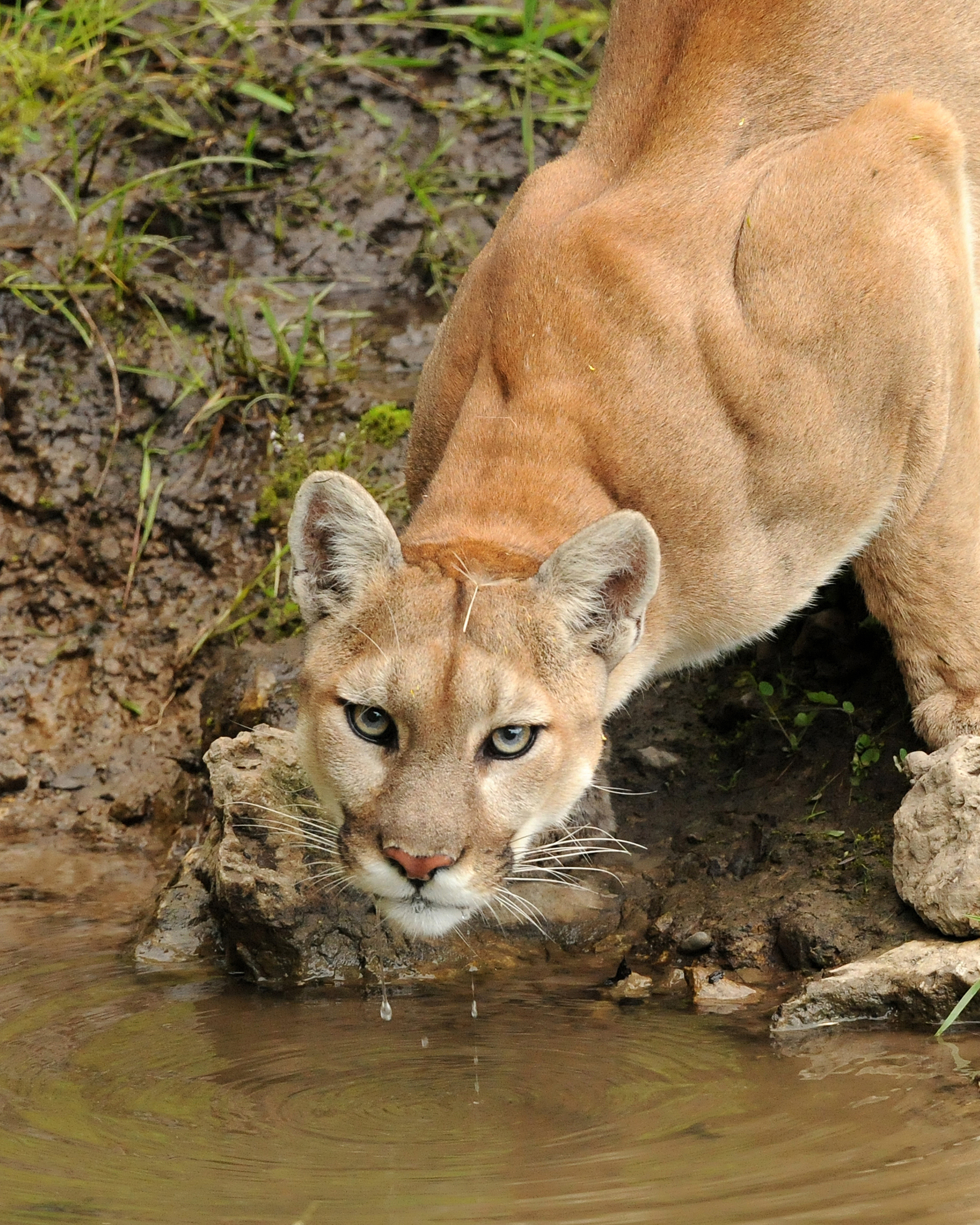 Mountain lion drinking