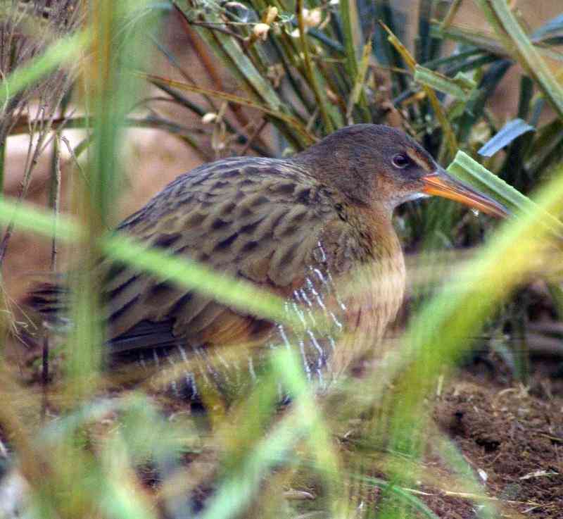 Light-footed Clapper-rail 