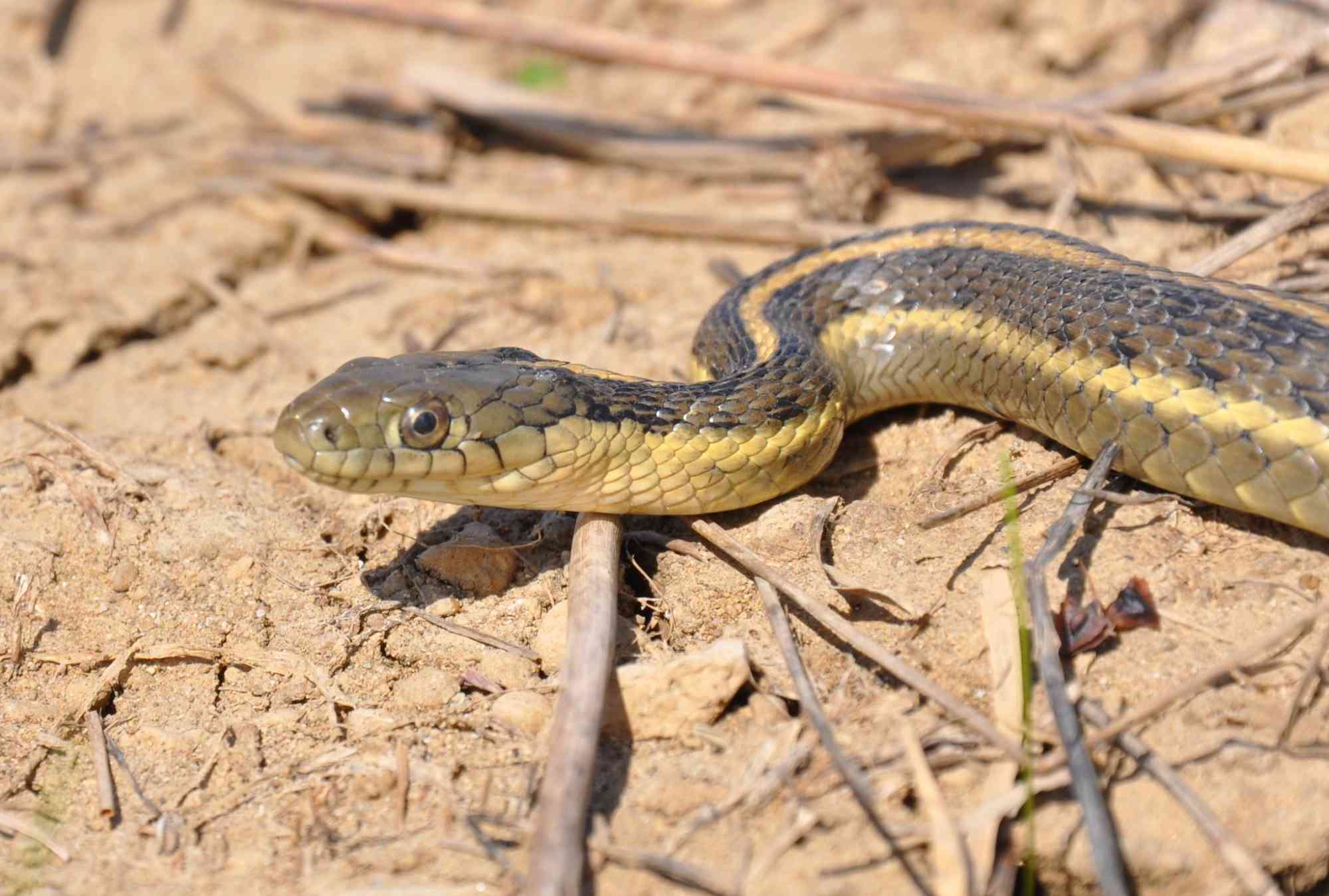 Giant garter snake April 19, 2011 on private property in the upper Delta below the city of Davis